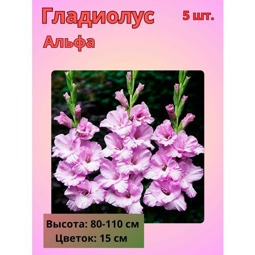 ������ ������ ��������� ��������������� �����, �������� ���������� ����