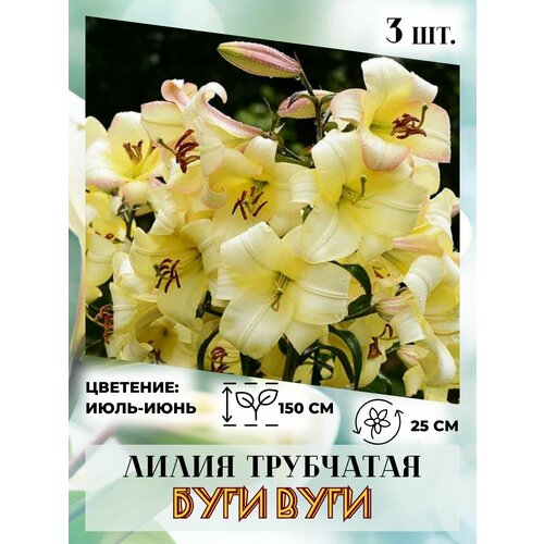 ������ ������ ����� ���������, �������� 3 ��. ����