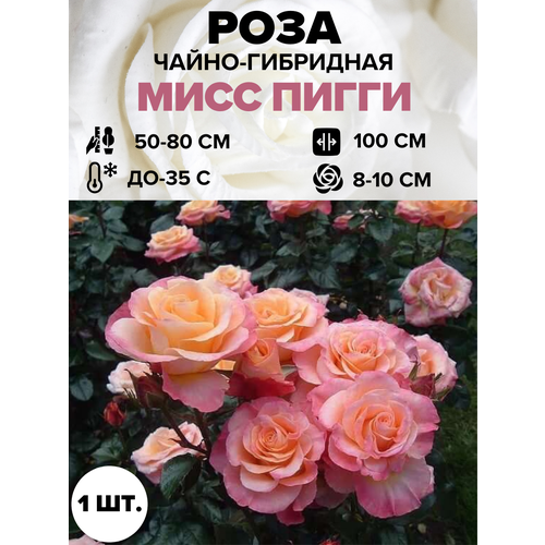 ������ ������ ���� ���� ����� �����-��������� 1 ��. ����