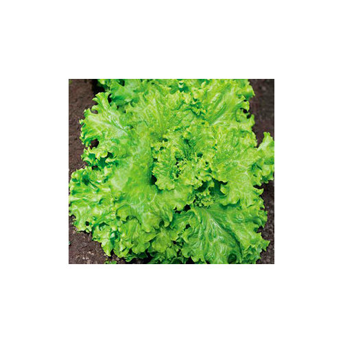 ������ ������ ������ ������ ����� (1 ��.) ����