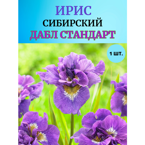 ������ ������ ���� �������� ���� ��������, ����������� ����� ����