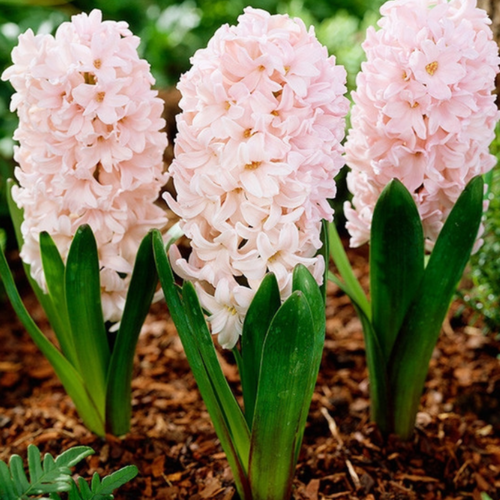 ������ ������ ������� APRICOT PASSION (2 ��������) ����