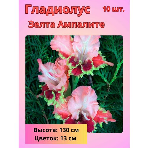 ������ ������ ��������� ���������������, �������� ���������� 10 �� ����