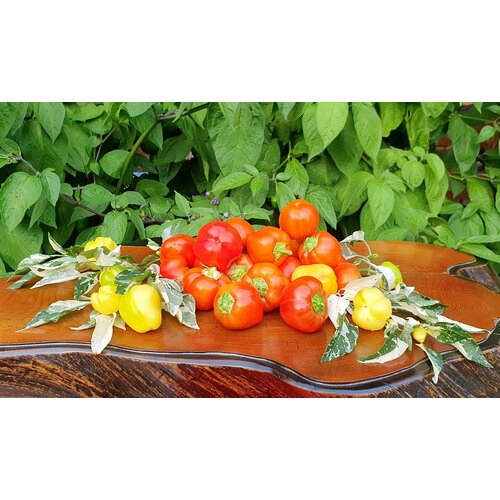 ������ ������ ������ ����� ������� ��������� ����������� ����������� (Mini Bell Variegated) / Seeds And Goods / � �������� zip-lock ��� ���������� 10 ����� ����