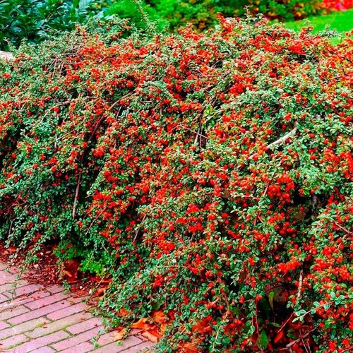 ������ ������ ��������� �������������� ����������, ������, 20 �� ����