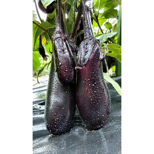 ������ ������ ������ �������� ������� (Torpedo) / Seeds And Goods / � �������� zip-lock ��� ���������� 20 ����� ����