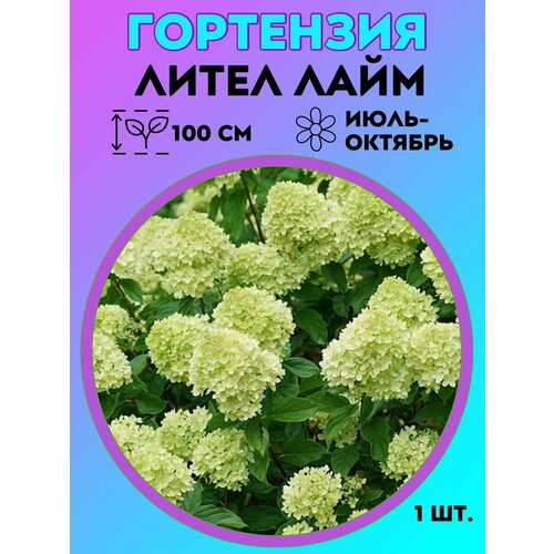 ������ ������ ��������� �����������, ������� 1 ����� ����