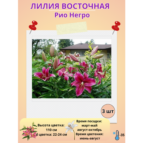 ������ ������ ����� ��������� ��� �����, ����������� ����� ����