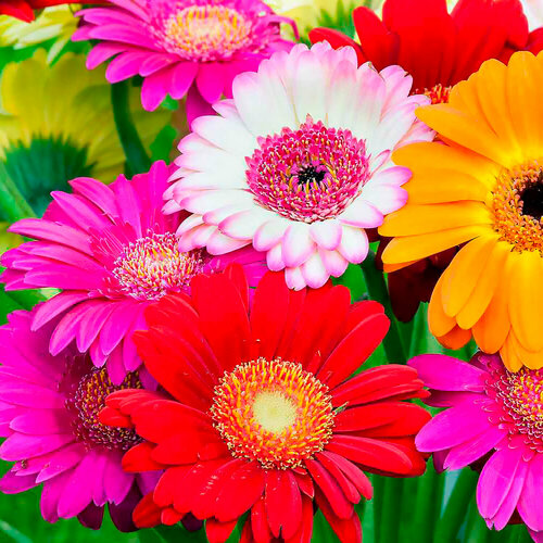 ������ ������ ������� ������������ ����, ������, 10 �� ����