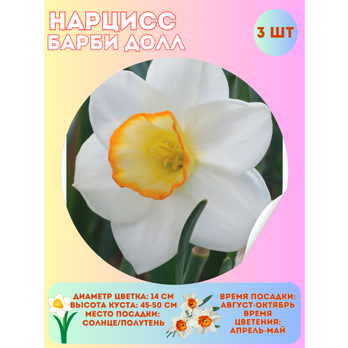 ������ ������ ������� ����� ���, ����������� �����, �������� 3 �� ����