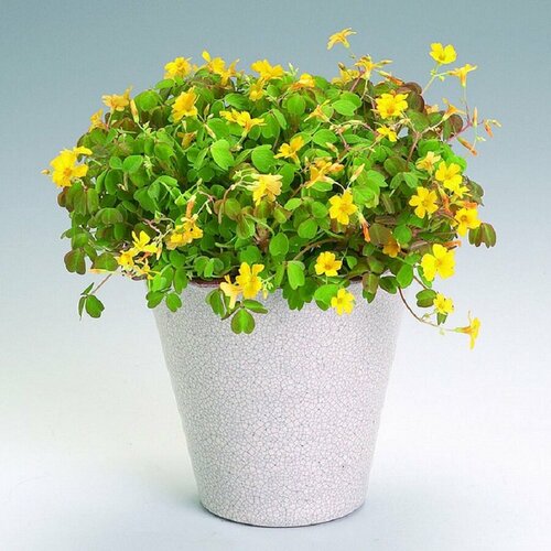 ������ ������ ������� ������, �������, ������ ����