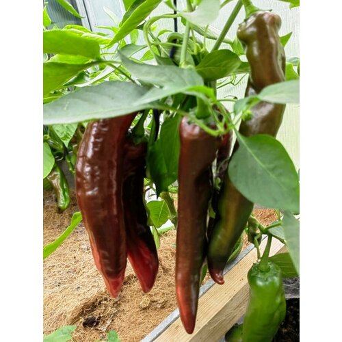 ������ ������ ������ ������� ����� ������� ����������, 5 ���� ����