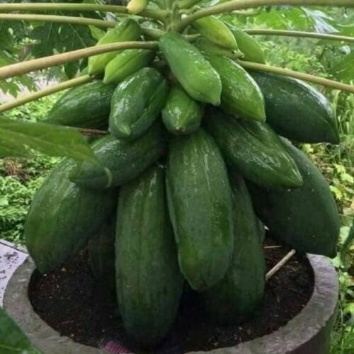 ������ ������ ������ ���������� ��� �� ������ 3 ����� ����