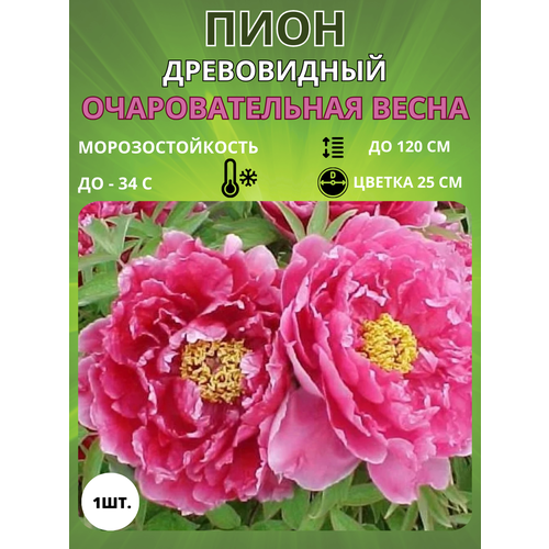 ������ ������ ���� �������������� ����� 1 ��. ����