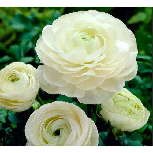 ������ ������ ������� ����������� (�����) ����� 9��. ����