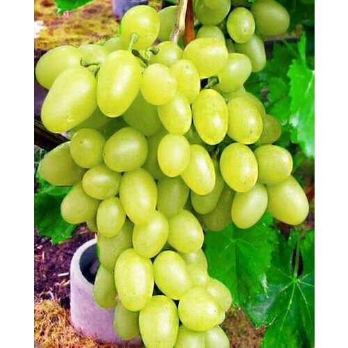 ������ ������ �������� ������� ����