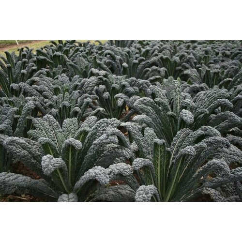 ������ ������ ������ ������� �������� ������ ����