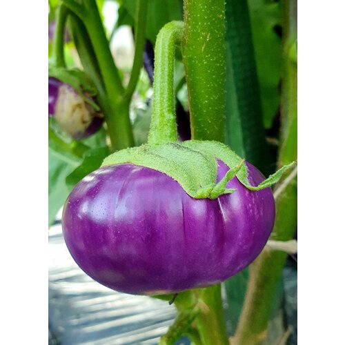 ������ ������ ������ �������� ������� ������� ������ (Thai Round Violet) / Seeds And Goods / � �������� zip-lock ��� ���������� 15 ����� ����