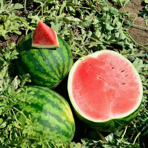 ������ ������ ����� �������� F1 ����