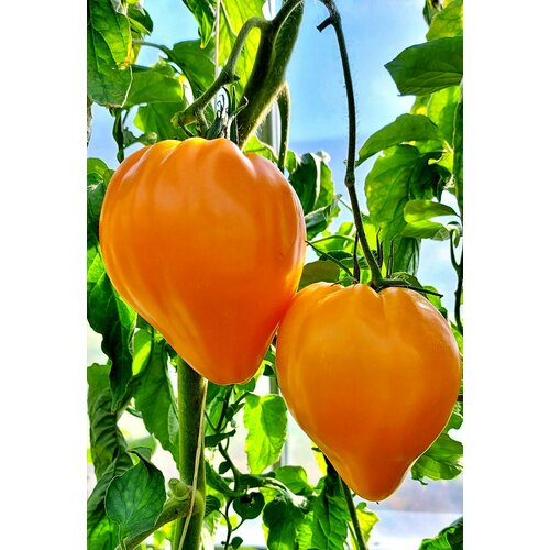 ������ ������ ������ ����� ������ ��� (Fox Nose) / Seeds And Goods / � �������� zip-lock ��� ���������� 10 ����� ����