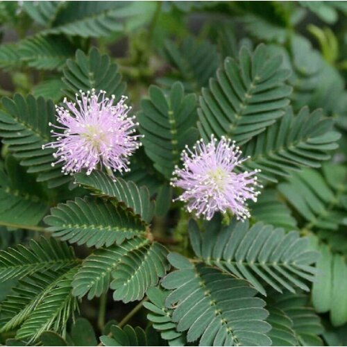 ������ ������ ������ ������ ������ ���������, Mimosa pudica 15 ��. ����