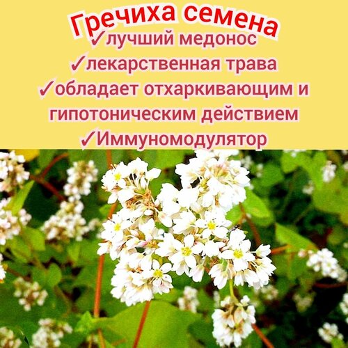 ������ ������ ������� ���������� 30��, ������ �������� � ������, ��� ����/ �������, ������� ������� ����