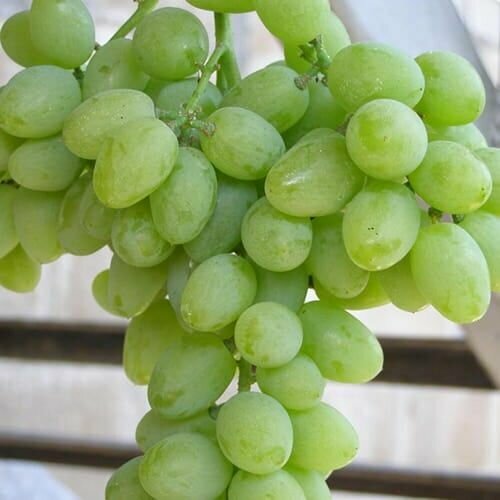 ������ ������ �������� ������� (2 ��) ����