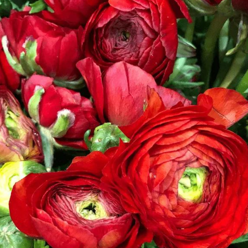 ������ ������ ���������� RED (10 �������) ����