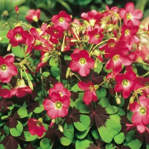 ������ ������ ������� IRON CROSS (10 �������) ����