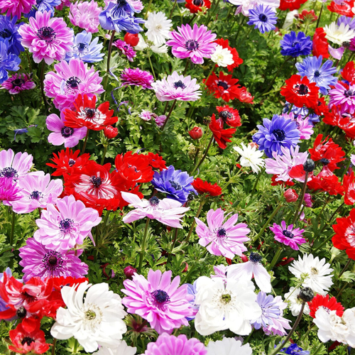 ������ ������ ��������� ( ������� ) ��� ���� 30 �� ����