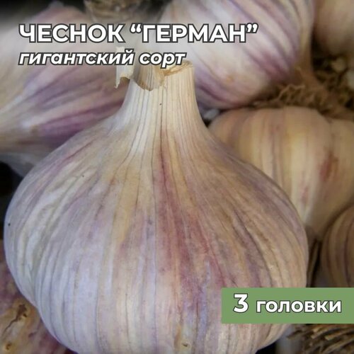 ������ ������ ���������� ������ ������ �� ������� 3 ������� ����