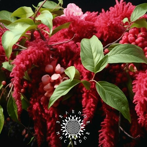      (. Amaranthus red) 250   Green Legacy 