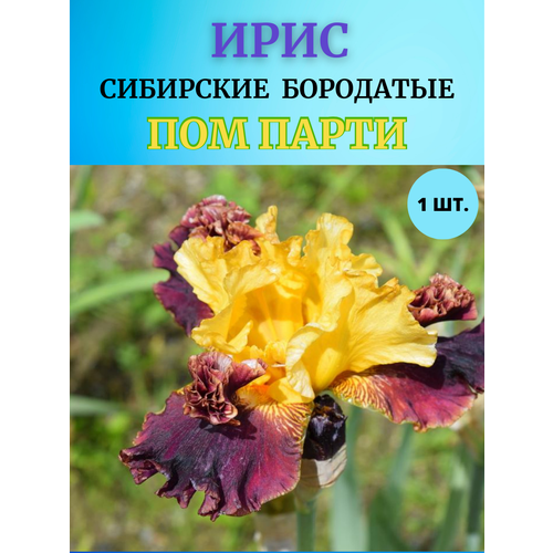 ������ ������ ���� �������� ��� �����, ����������� ����� ����