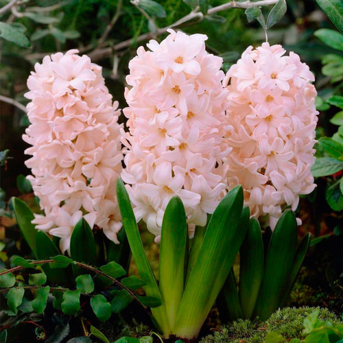 ������ ������ ������� China Pink(2 ��������) ����