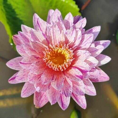 ������ ������ ������ 