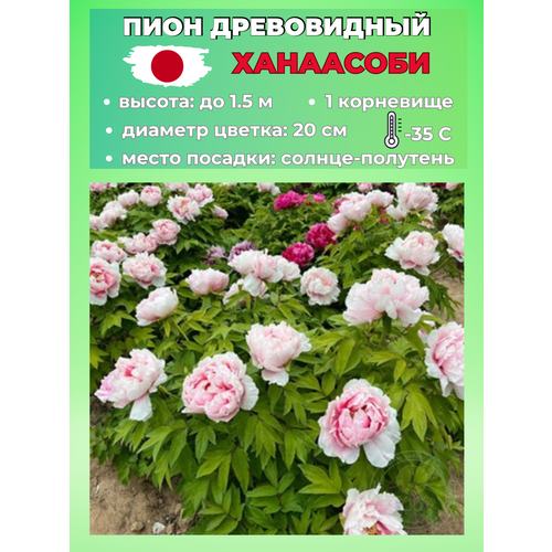 ������ ������ ���� ����������� ���� �����, ������� 1 ����� ����