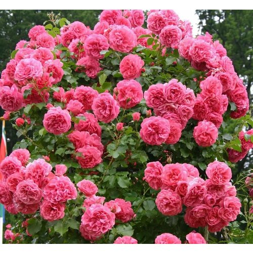 ������ ������ ������ ���� ��������� �������� ������� 5 ��. (1 ��������) ����