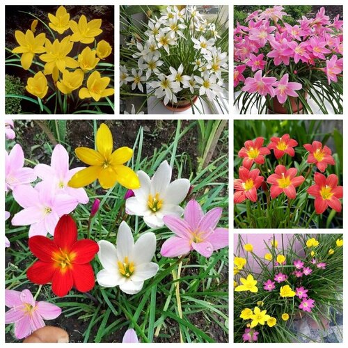 ������ ������ ���������� ���� ������, ������ ����