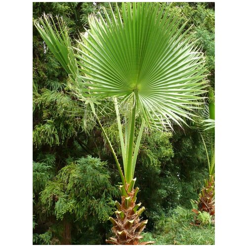 ������ ������ ������ ������ ����������� �������� (Washingtonia filifera), 5 ���� ����