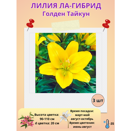 ������ ������ �������� ����� ��-������ ������ ������, ����������� ����� ����