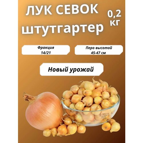 ������ ������ ��� ����� ���������� ����� 200��. ����