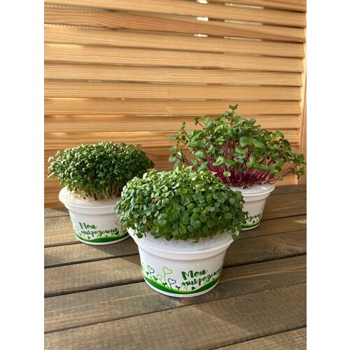 ������ ������ ����� ��� ����������� ����������� (������ � ��������) 2 �� ������, ����� ����