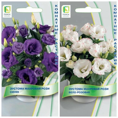 ������ ������ ������ ��������� �������� � ������ ������� �������� ����, ����� 2 ��. ����