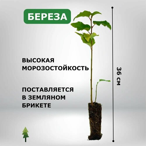 ������ ������ ������� ������ ��������� ����