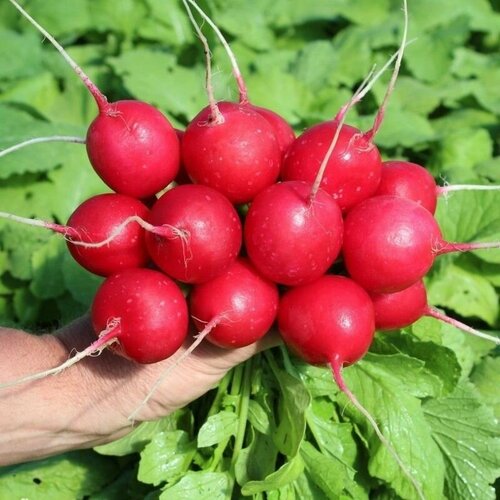 ������ ������ ����� ����� F1 ����