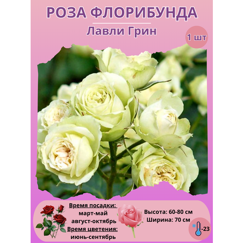 ������ ������ ���� ���������� ����� ����, ����������� ����� ��� ���� ����