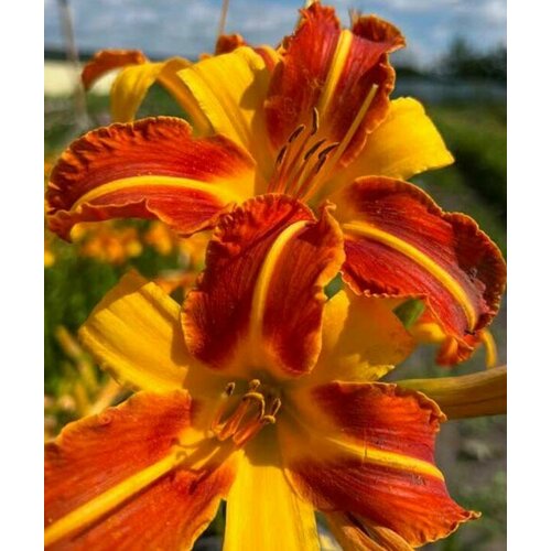 ������ ������ �������� ����� ����, 2 ����� ����