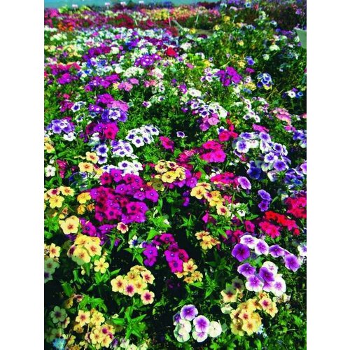 ������ ������ ����� �������, ����� ����