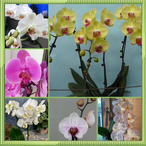 ������ ������ ������ ������� ���������� ���� ������, 50+ �� ����