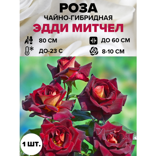 ������ ������ ���� ���� ������ �����-��������� 1 ��. ����